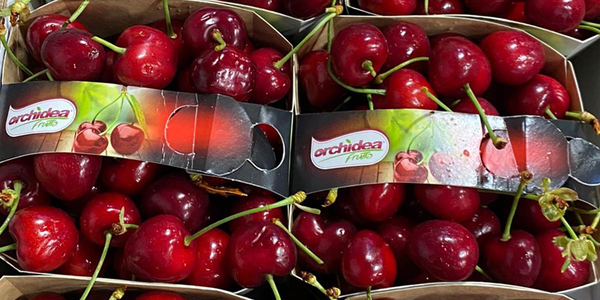 Ciliegie: in Puglia si inizia a fare sul serio